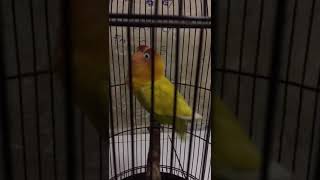 Burung Lovebird Fighter Ngekek Kasar