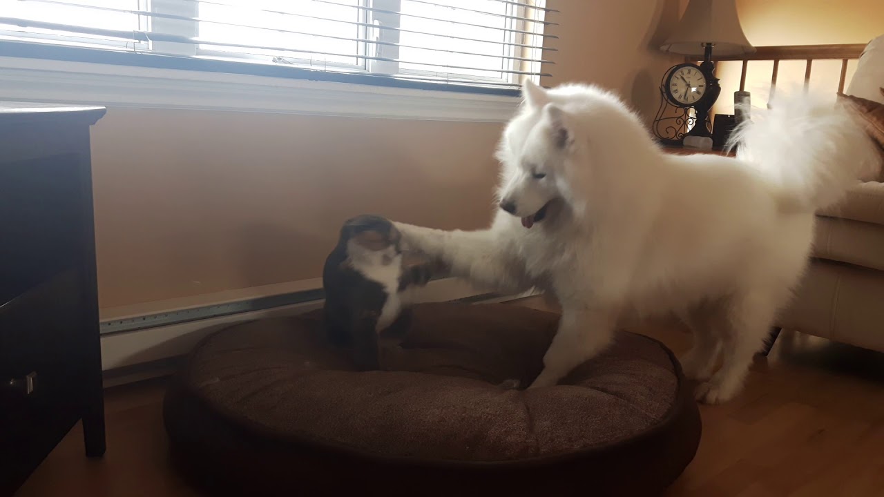 do samoyeds get along with cats