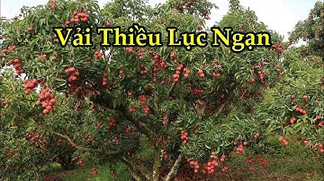 Thăm Vườn Vải Lục Ngạn Quê Tôi