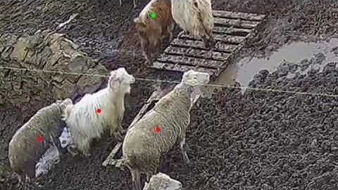 Artificial Intelligence (AI) cow cattle sheep goat counting system (image processing)