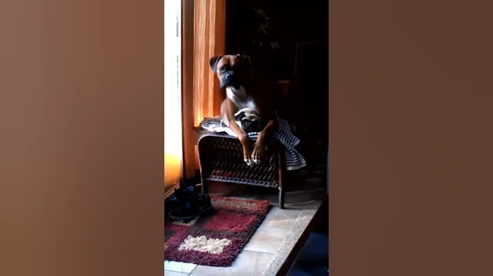 Davy the Boxer and Magical Brutus