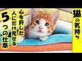 猫の気持ち・猫が心を許した人にだけする５つの仕草・招き猫ちゃんねる