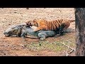 معركة نمر ضد تمساح Tiger vs Crocodile !! مشاهد تحبس الأنفاس.. أنظروا ما حدث !!