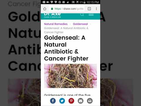 Re:Goldenseal: A Natural Antibiotic & Cancer Fighter