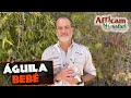 Águila Real bebé: Nuevo integrante de la Tribu 🦅