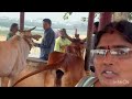 గోశాల దర్శనం#viralvideo 