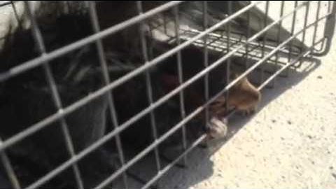 Release the Squirrel Havahart 1040 Trap