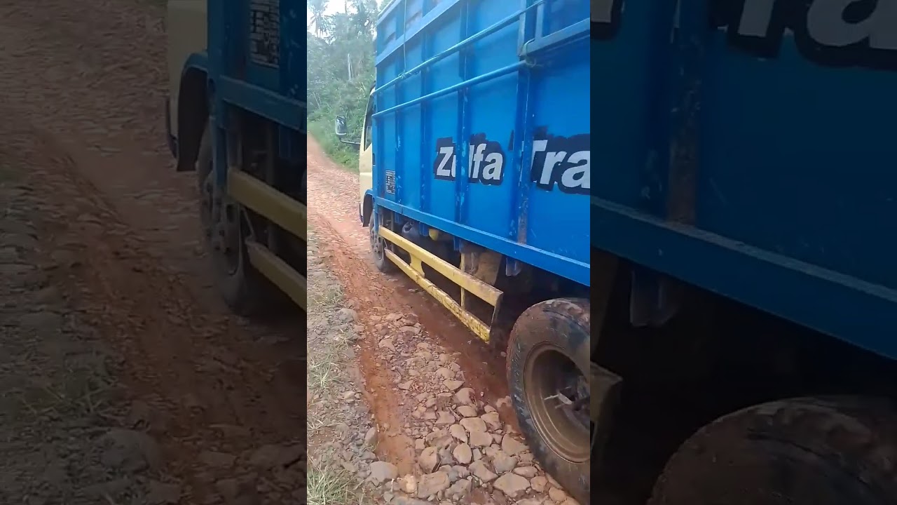 IFilling and cutting one aprika tree,,,,,Tukang ojek palang dari mekar jaya