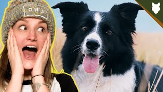 BORDER COLLIE WITH CHILDREN AND PETS