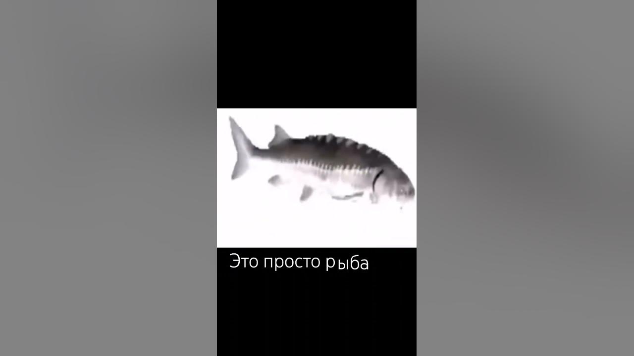 а я РЫБА - YouTube