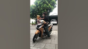 Tên trộm xui xẻo và chú chó thông minh-The Unlucky Thief and the Smart Dog-