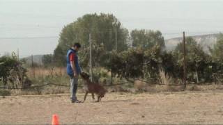 BRONX DE CUERVONEGRO (IPO 3) - TRAINING B