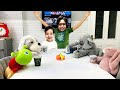 Sado and the story about toy animals