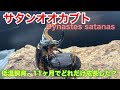 サタンオオカブト 低温飼育で11ヶ月 どれだけ成長した 飼育方法
