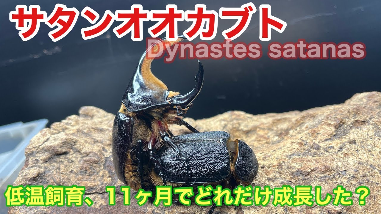 サタンオオカブト】低温飼育で11ヶ月、どれだけ成長した？【飼育方法