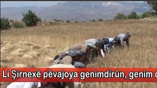 Genimdirûn Buğday öğütme Wheat grinding #culture #folklore #classic #kurdishchannels #antropologia Resimi