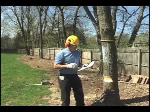 Tree Falling: Directional Steering with the Back Cut 