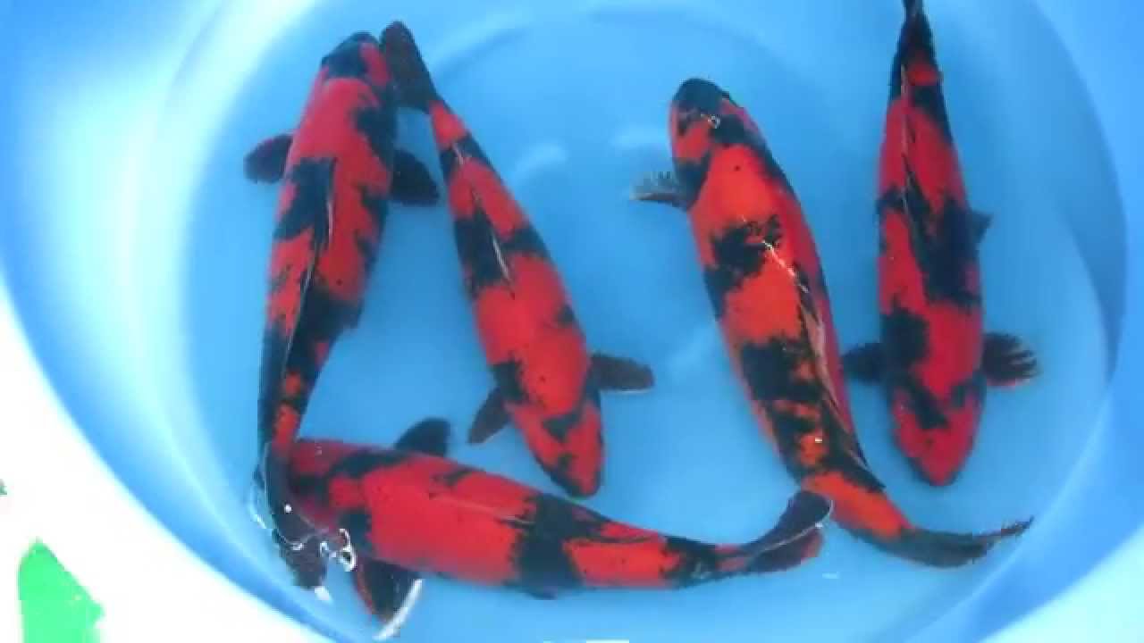 Hi Utsuri Japanese Koi Fish - YouTube