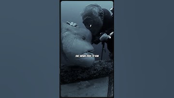 The Diver and the Fish: A 25-Year Underwater Friendship #shorts