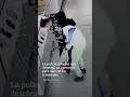 Rompen vitrinas para robar tienda en Tizayuca