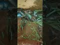 machali jal ki rani he... खेकडा