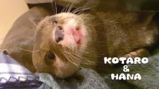 カワウソコタローとハナ　コタローの怪しい行動　Otter Kotaro&Hana Strange Behavior