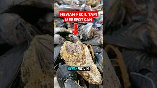 Jangan Remehkan Hewan Laut Kecil Ini!