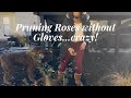 Pruning My Container Fruit Trees & Roses | Late Winter Gardening in Zone 8 (Charlotte)