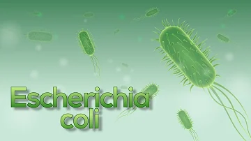 ¿Cómo se elimina la E. coli del tubo digestivo?