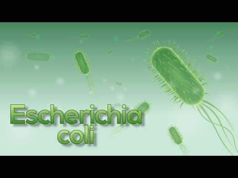 Escherichia coli (E. coli) superb animation!