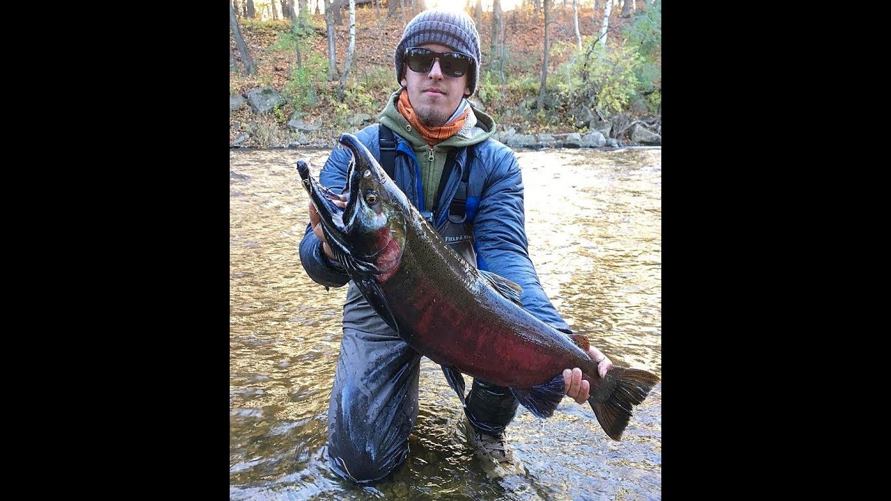 small CREEK FLY Fishing for Coho SALMON in Wisconsin YouTube