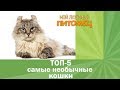 Самые необычные домашние кошки. ТОП-5