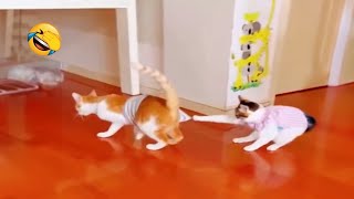 BEST Funny moment of DOGS and CATS | Funny Pet Compilation   Funniest ANIMALS videos of 2024  #19