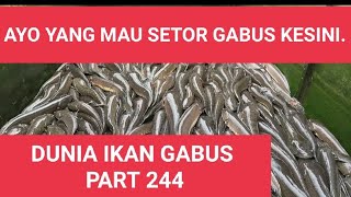 Part 244 Suwandi Menjawab.yuk Setor Ikan Gabus Konsumsi Ke Pak Suwandi