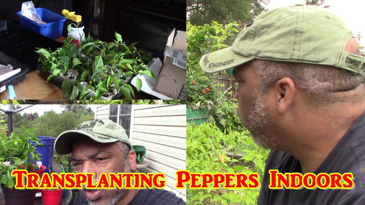 Garden Updates Transplanting Pepper Indoors Pepper Cuttings YouTube