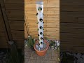 Viele Infos unter https://frankiesgarten.de, ich freue mich auf dein Interesse #hydroponics #diy