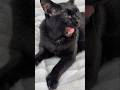 大きなあくびをしちゃった黒猫😺 - Cats Yawning - #shorts #cat