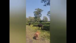 Nuno🐶 #naturelovers ♥️