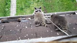 MAMA RACCOON TO THE RESCUE !  PT. 2