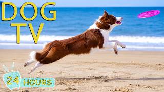 DOG TV 24/7: Best Anti-Anxiety Videos to Help Dogs Relax All Day When Home Alone - Music for Dogs screenshot 3