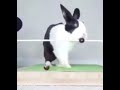 Bunny falls into mic 2