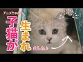 【保護猫】子猫が生まれました♪/赤ちゃん猫コアニちゃんの成長日記1日目