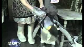 Pingüino Japonés Que Va De Marujeo A La Ciudad.