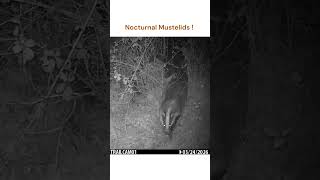 Polecat and Badger using the same trail !! 🦡 #shorts #badger #polecat #mustelid #british #wildlife