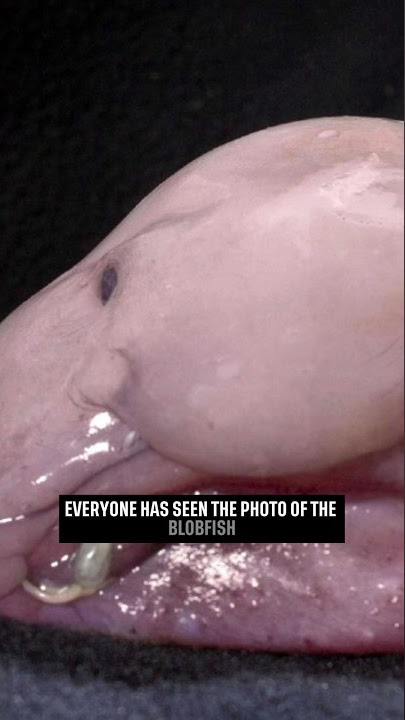 Monsters of the Deep - BLOBFISH 