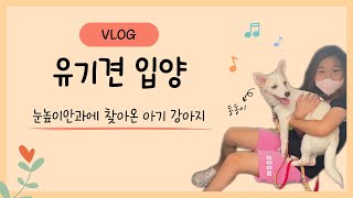 VLOGㅣ눈높이안과에 찾아온 아기 강아지 '동동이'ㅣ유기견 입양ㅣ포인핸드