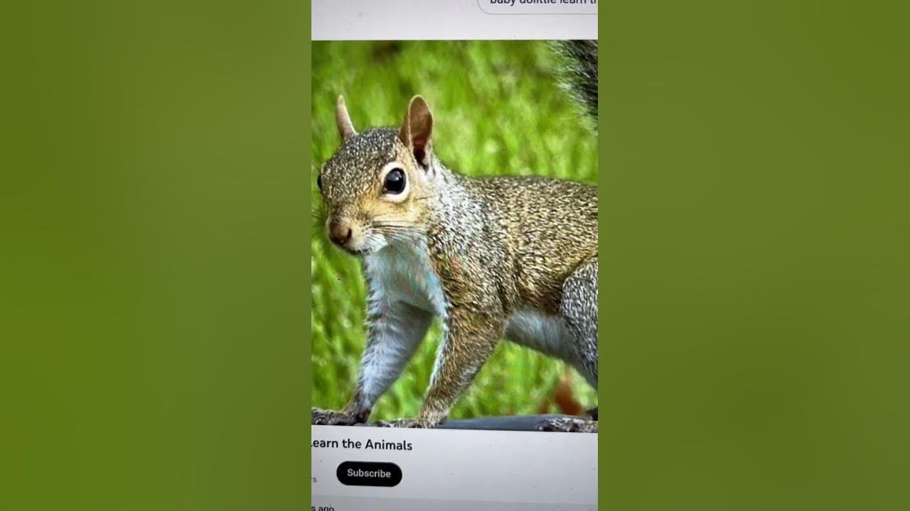 Squirrel Sounds - YouTube