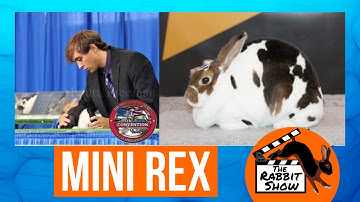 Mini Rex Rabbit by Johnny Haussener, ARBA Judge and Breeder