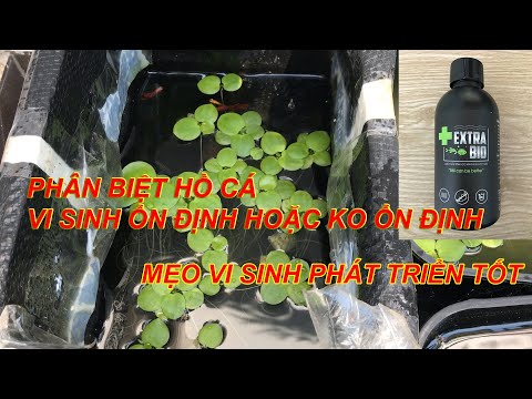 Video Cách châm vi sinh EXTRABIO hiệu quả | Vi sinh phát... - youtube