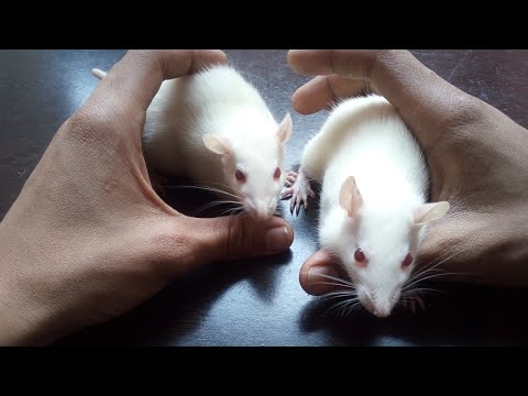 Video: How To Determine The Age Of A Rat